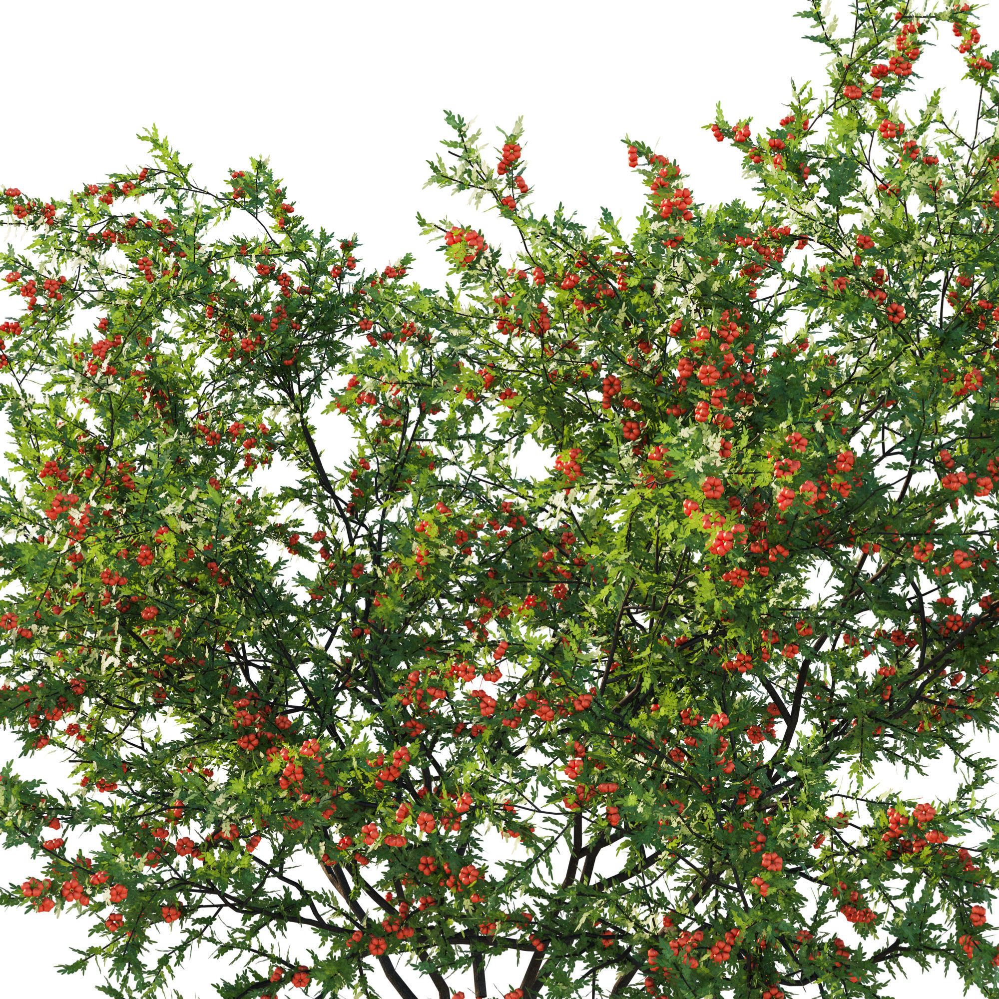 Littleleaf Sumac bush 3D model_1