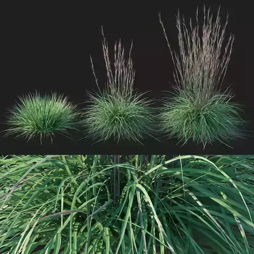 Little Bluestem grass