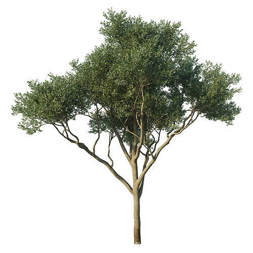 Quercus agrifolia Coast live oak 3D model