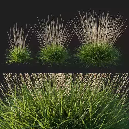 Sideoats Grama grass