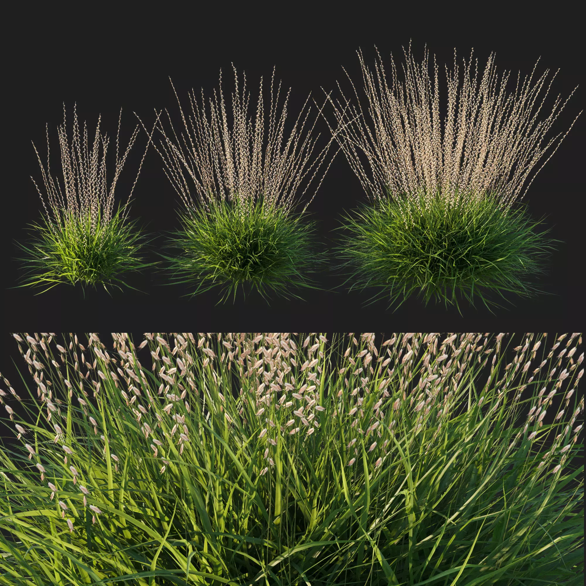 Sideoats Grama grass 3D model_0