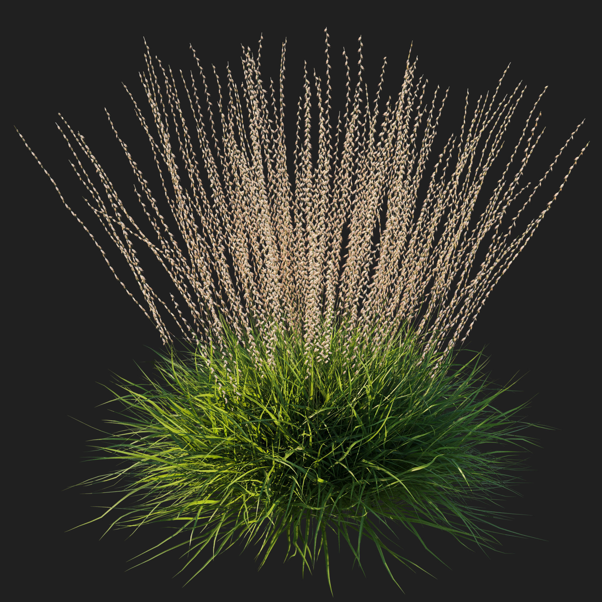 Sideoats Grama grass 3D model_1
