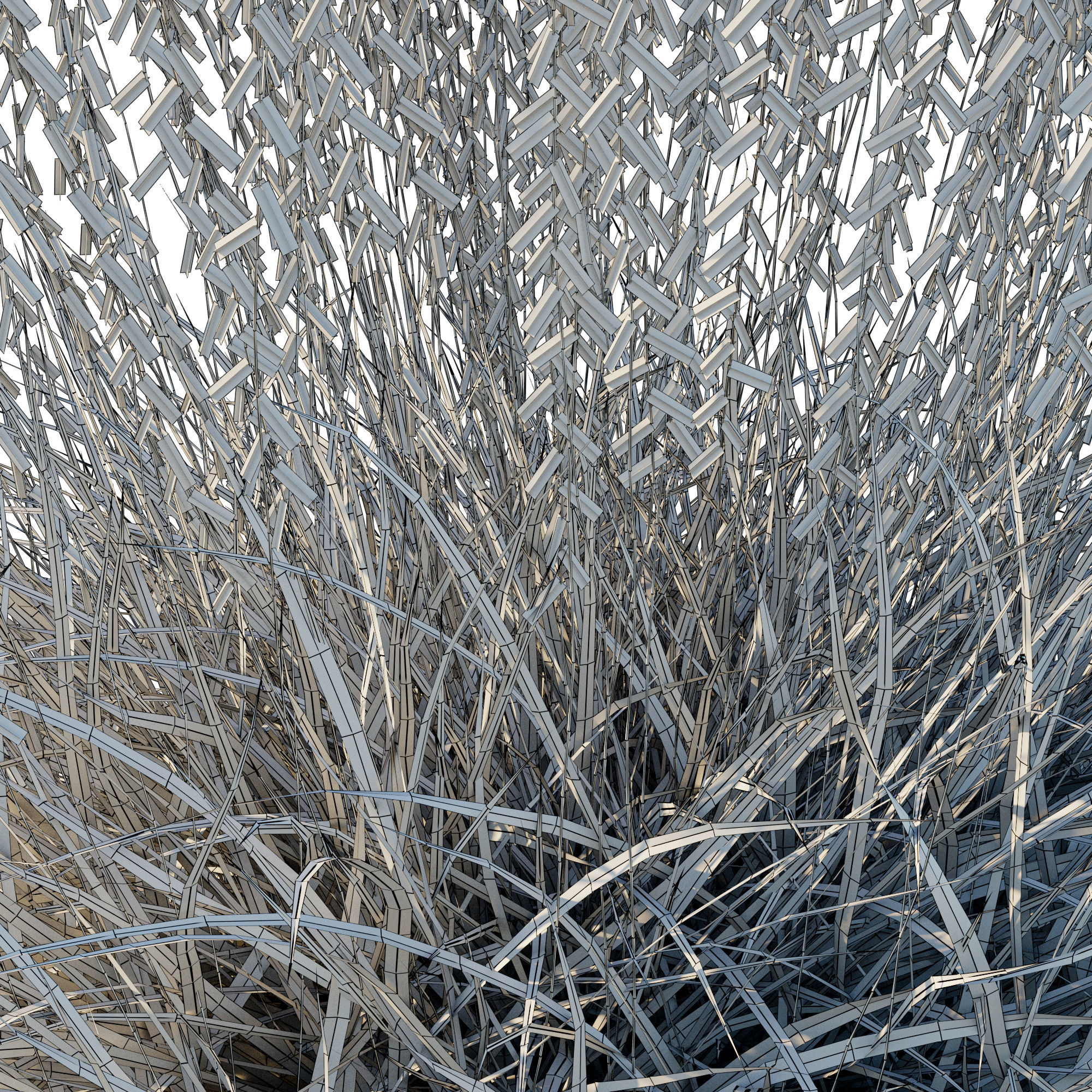 Sideoats Grama grass 3D model_3