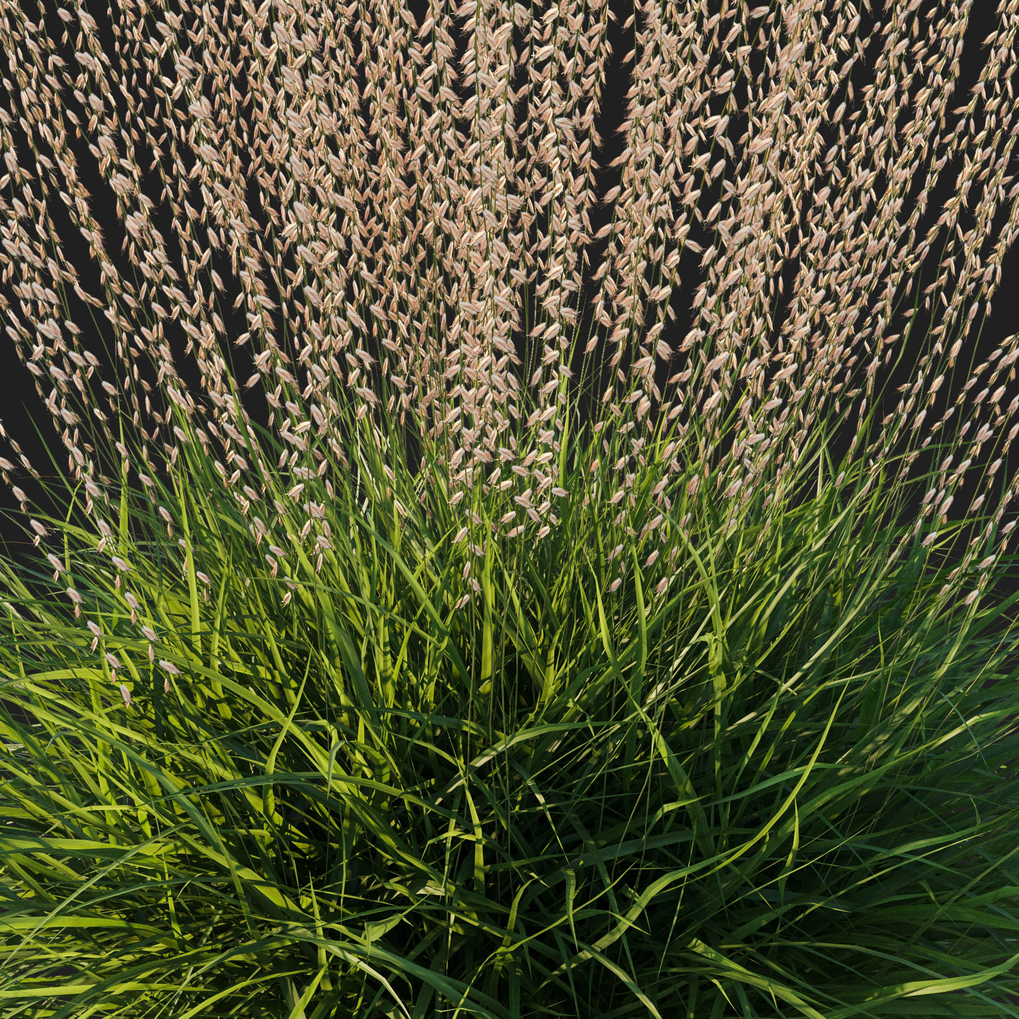 Sideoats Grama grass 3D model_2