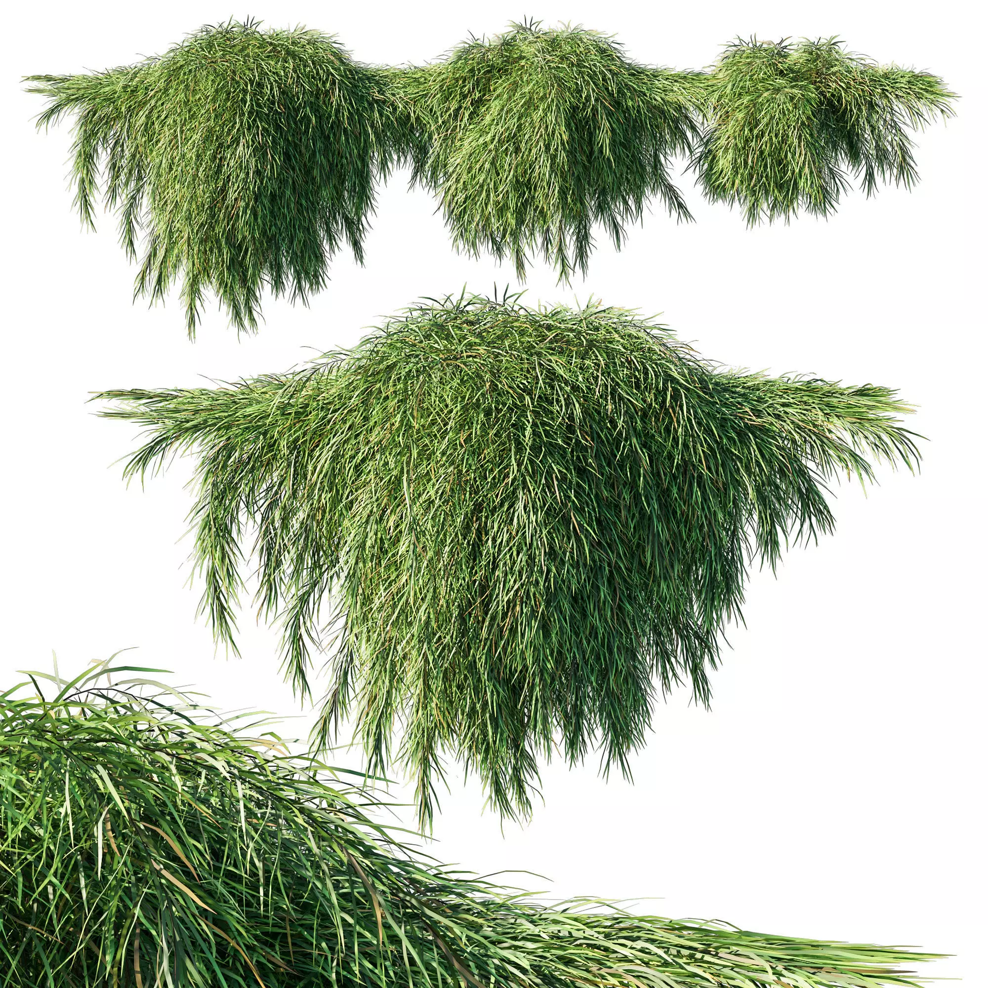 Acacia Cognata Mini Cog 02 3D model_0