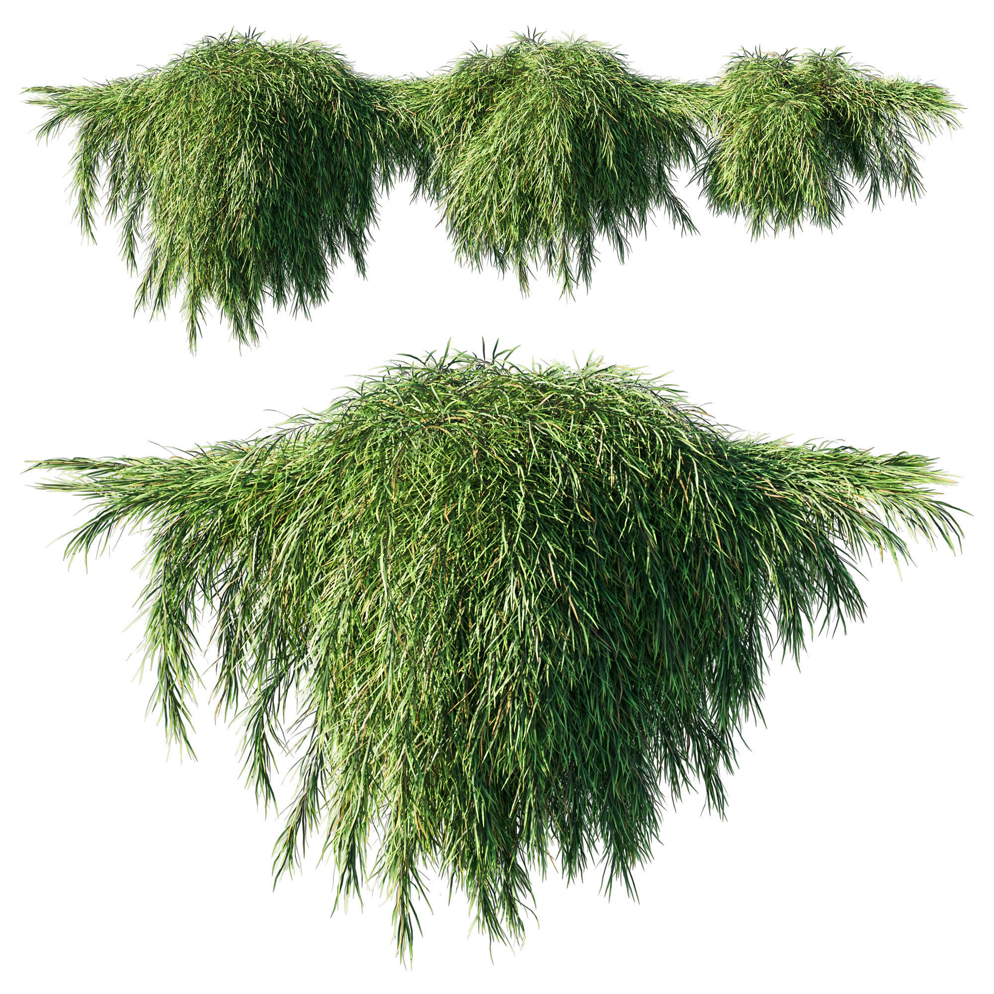 Acacia Cognata Mini Cog 02 3D model_1