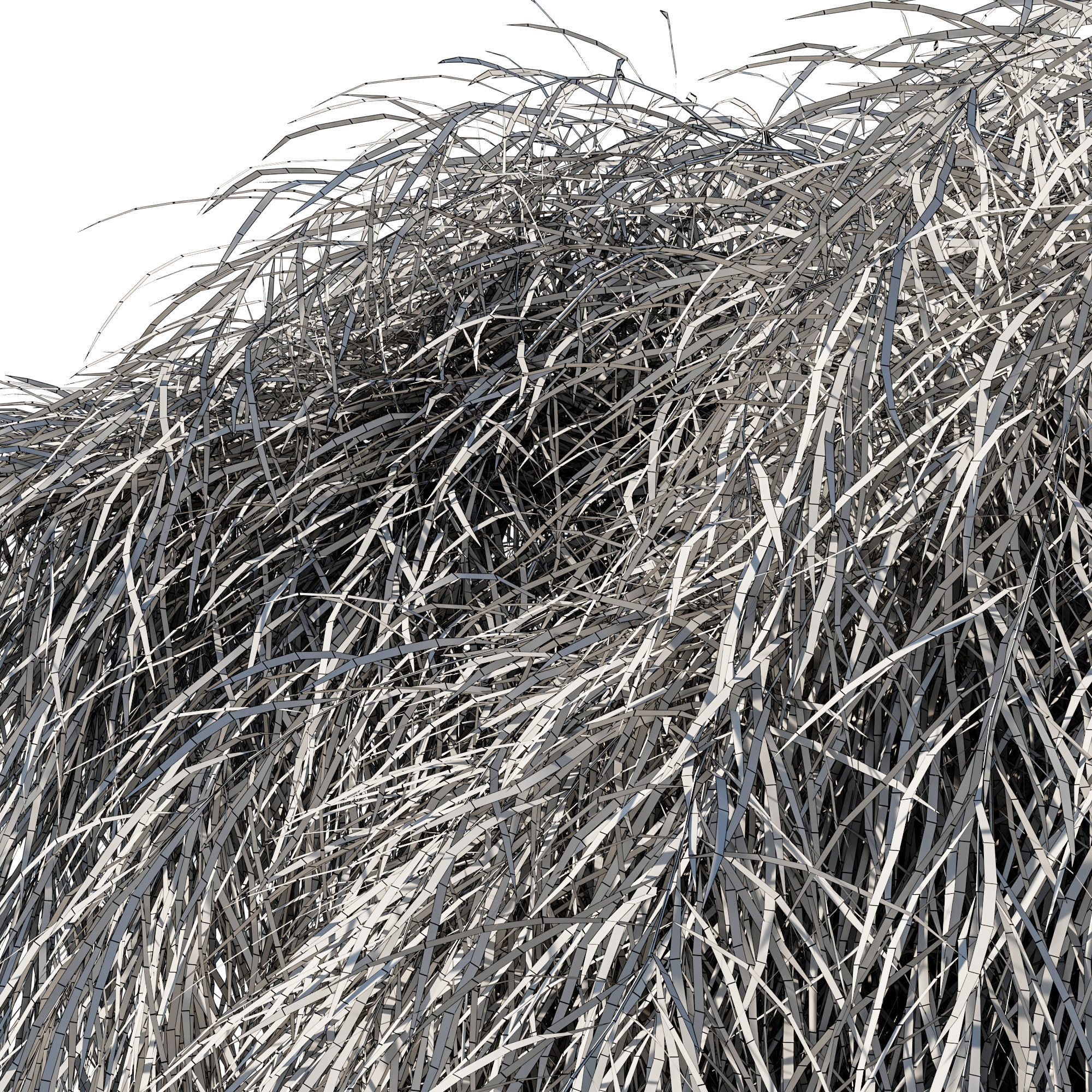 Acacia Cognata Mini Cog 02 3D model_2