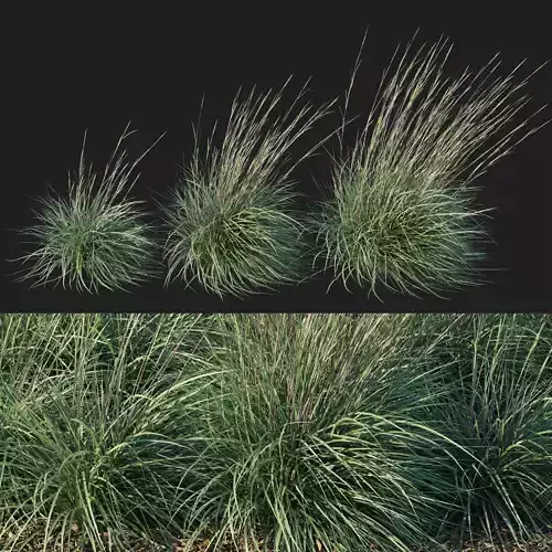 Black Mountain Bluestem 04