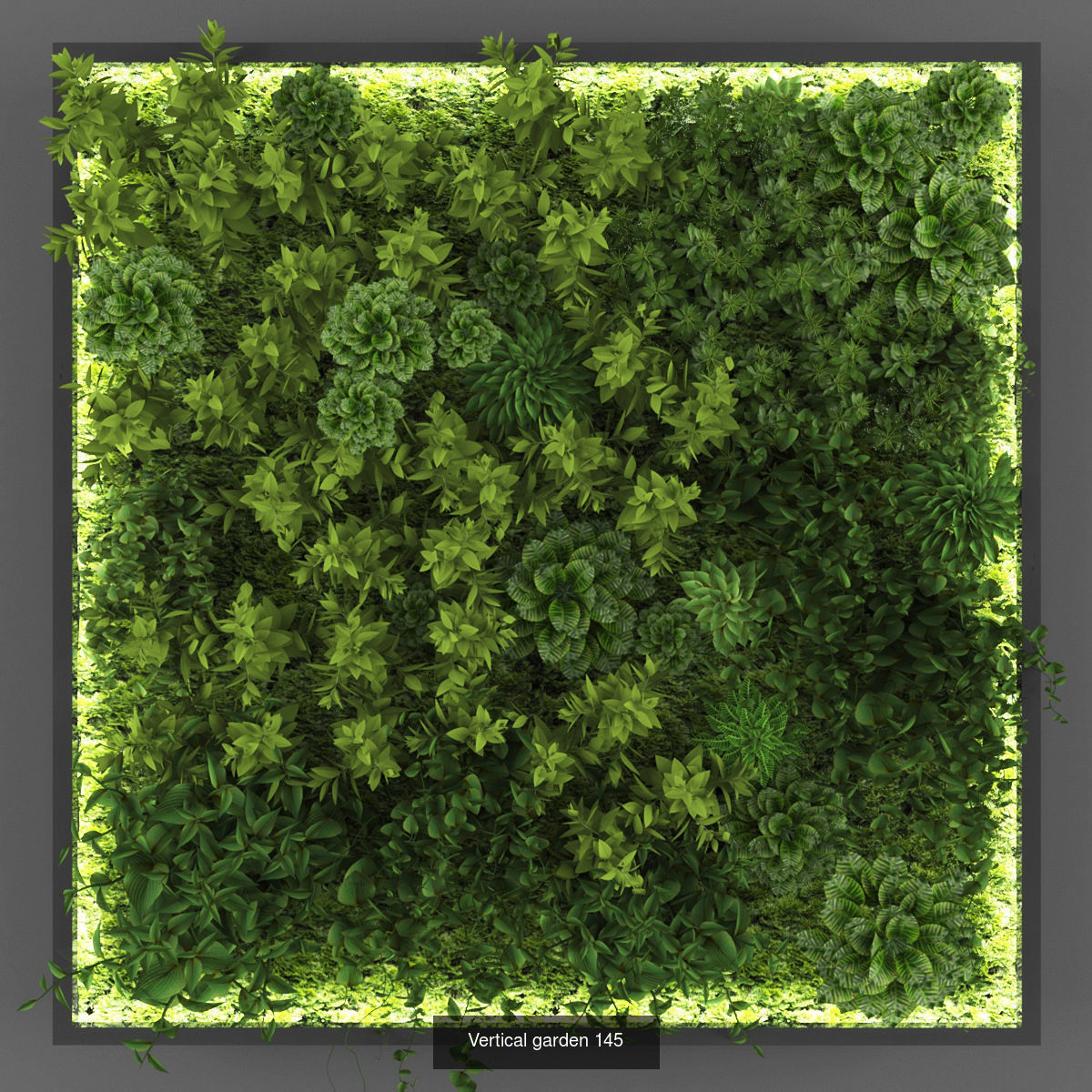 Vertical garden collection of 10 _5