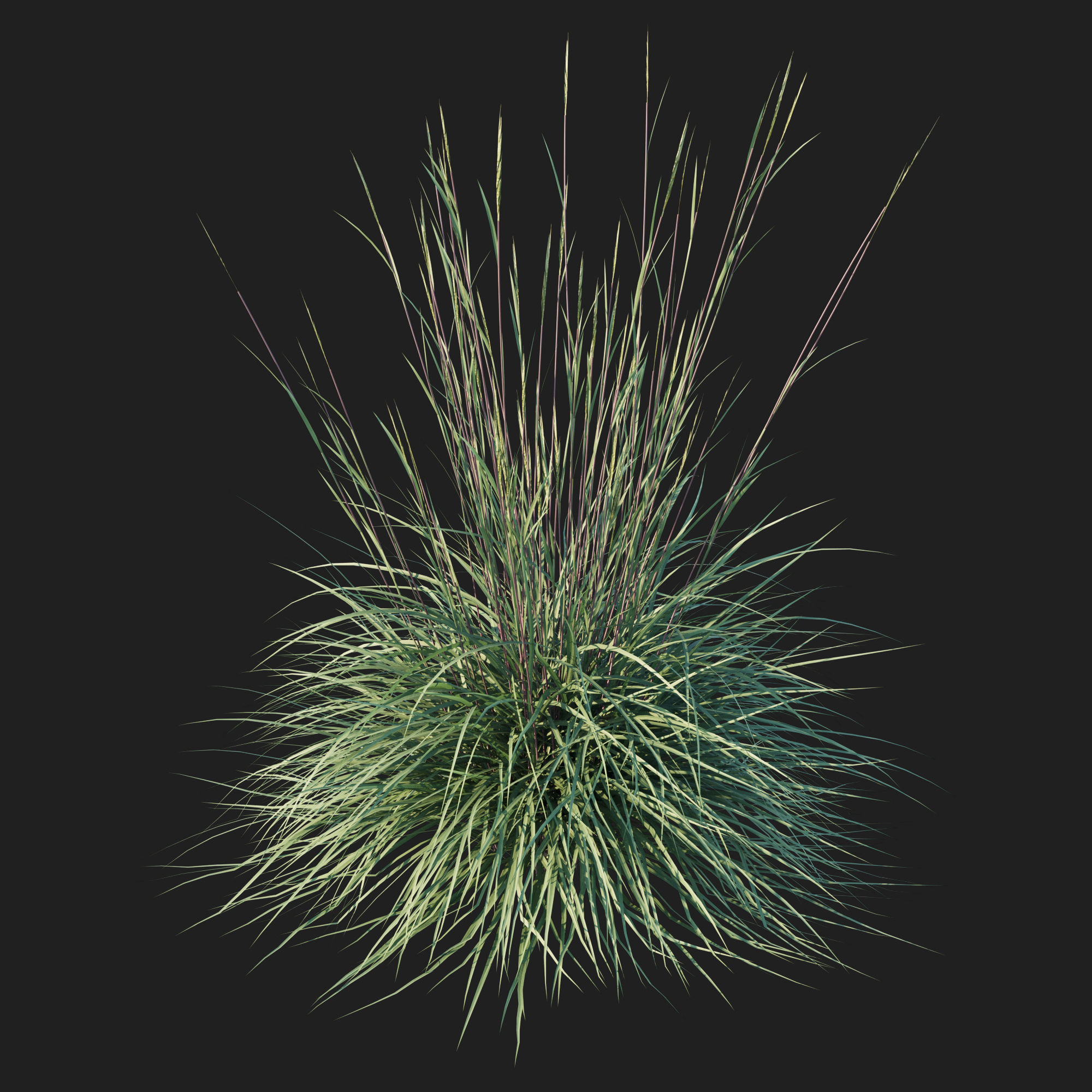 Black Mountain Bluestem 3D model_2