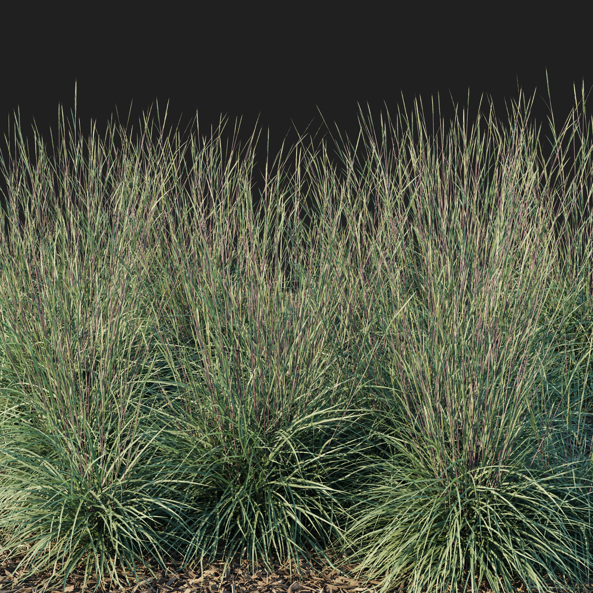 Black Mountain Bluestem 3D model_1