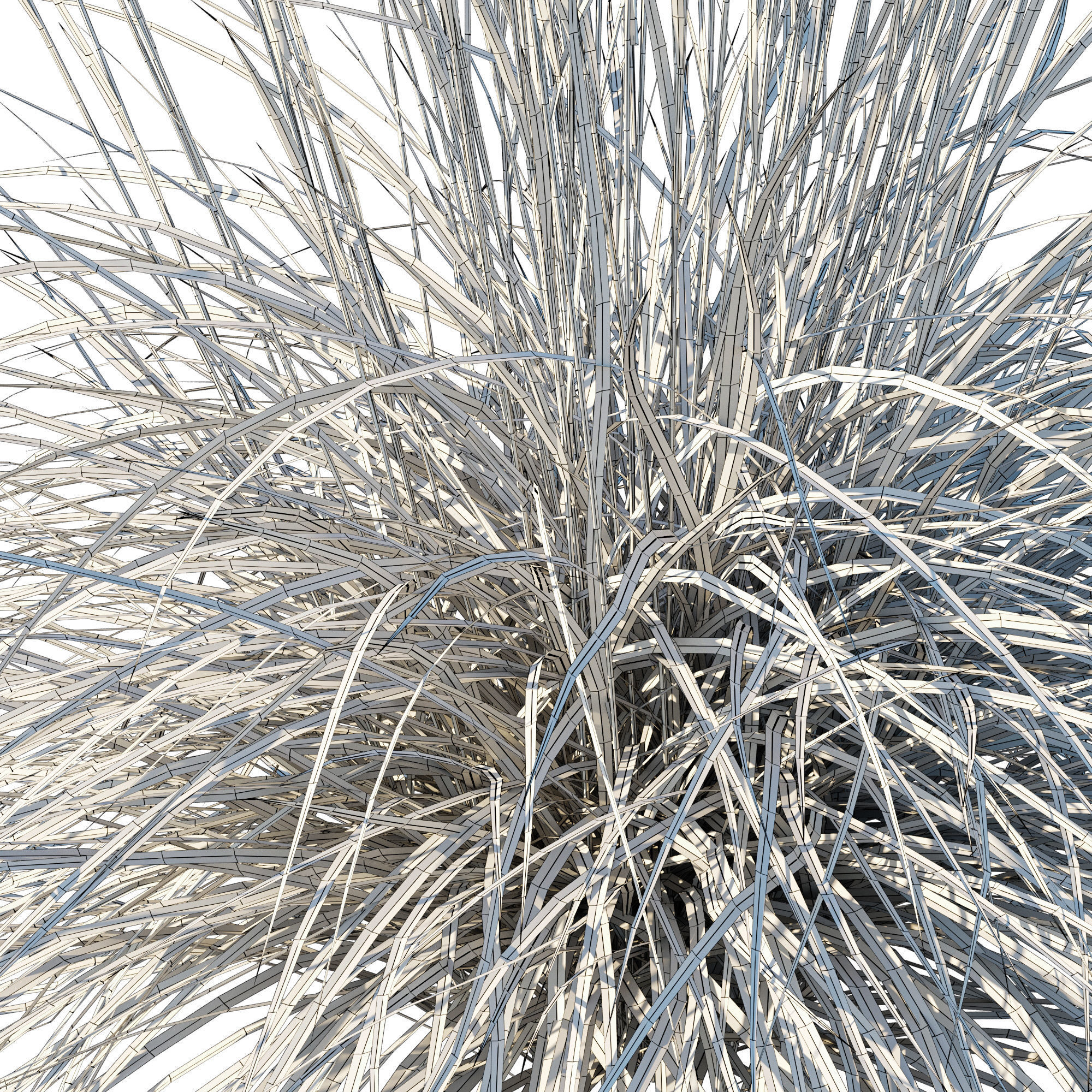 Black Mountain Bluestem 3D model_3