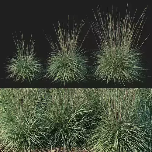Black Mountain Bluestem 3D model
