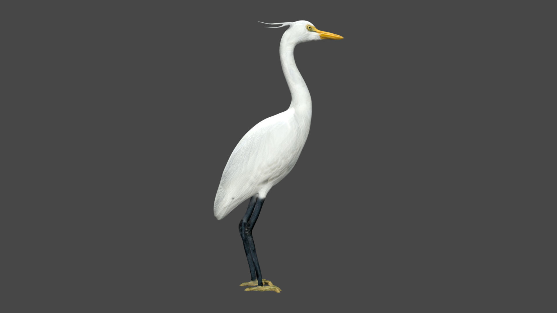 Egret great Low-poly 3D model_1