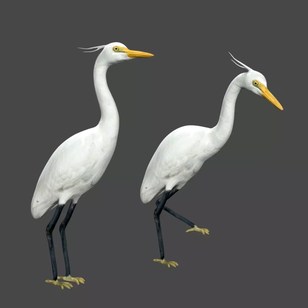 Egret great Low-poly 3D model_0