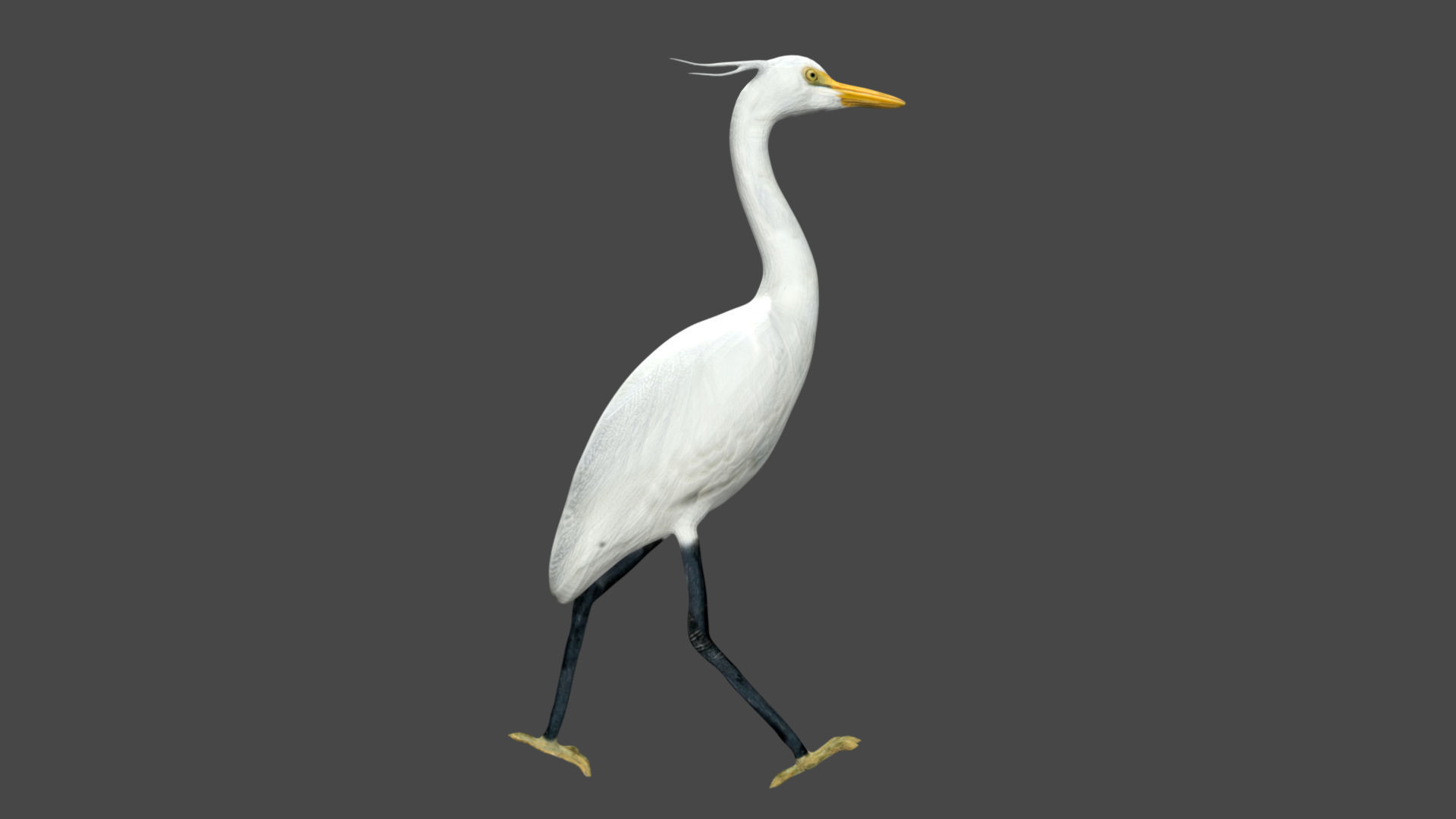 Egret great Low-poly 3D model_2