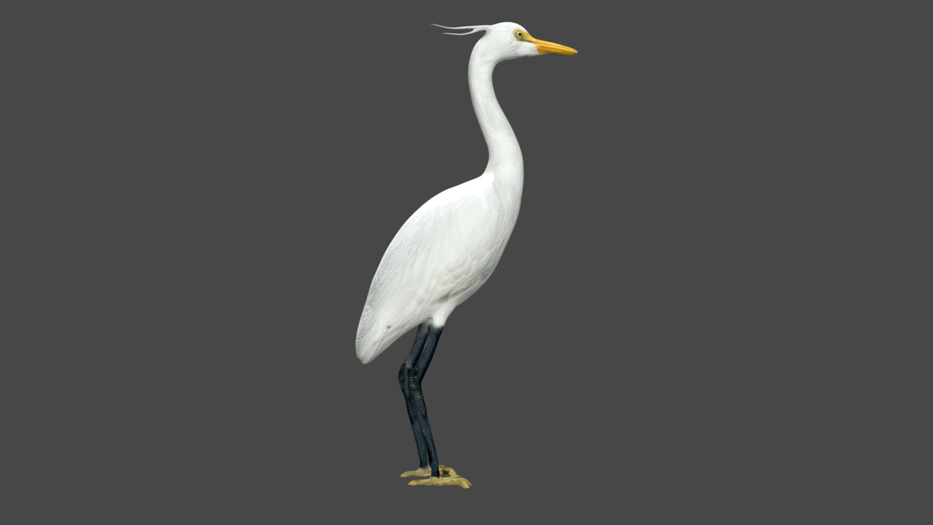 Egret great Low-poly 3D model_5