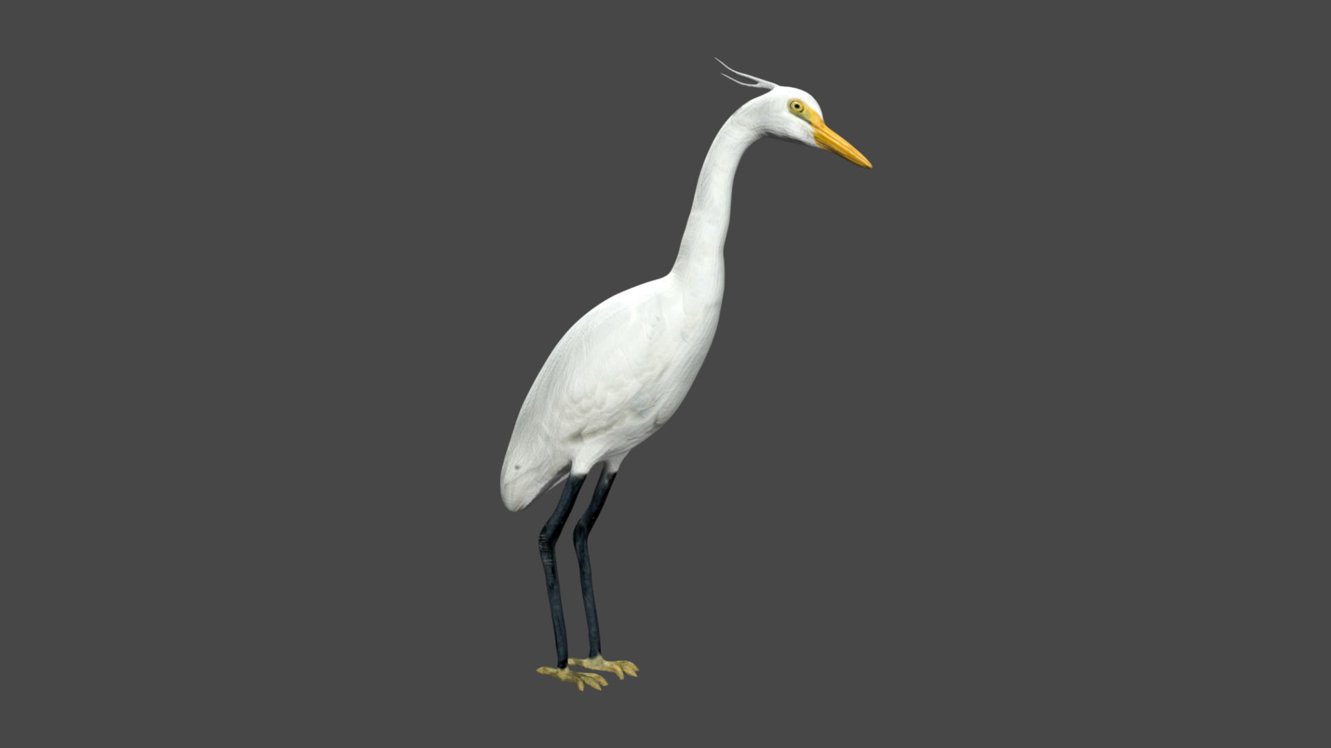 Egret great Low-poly 3D model_4