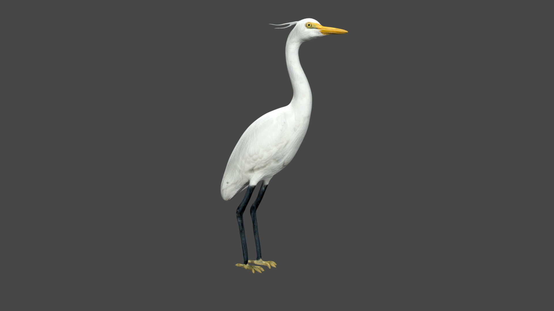 Egret great Low-poly 3D model_3
