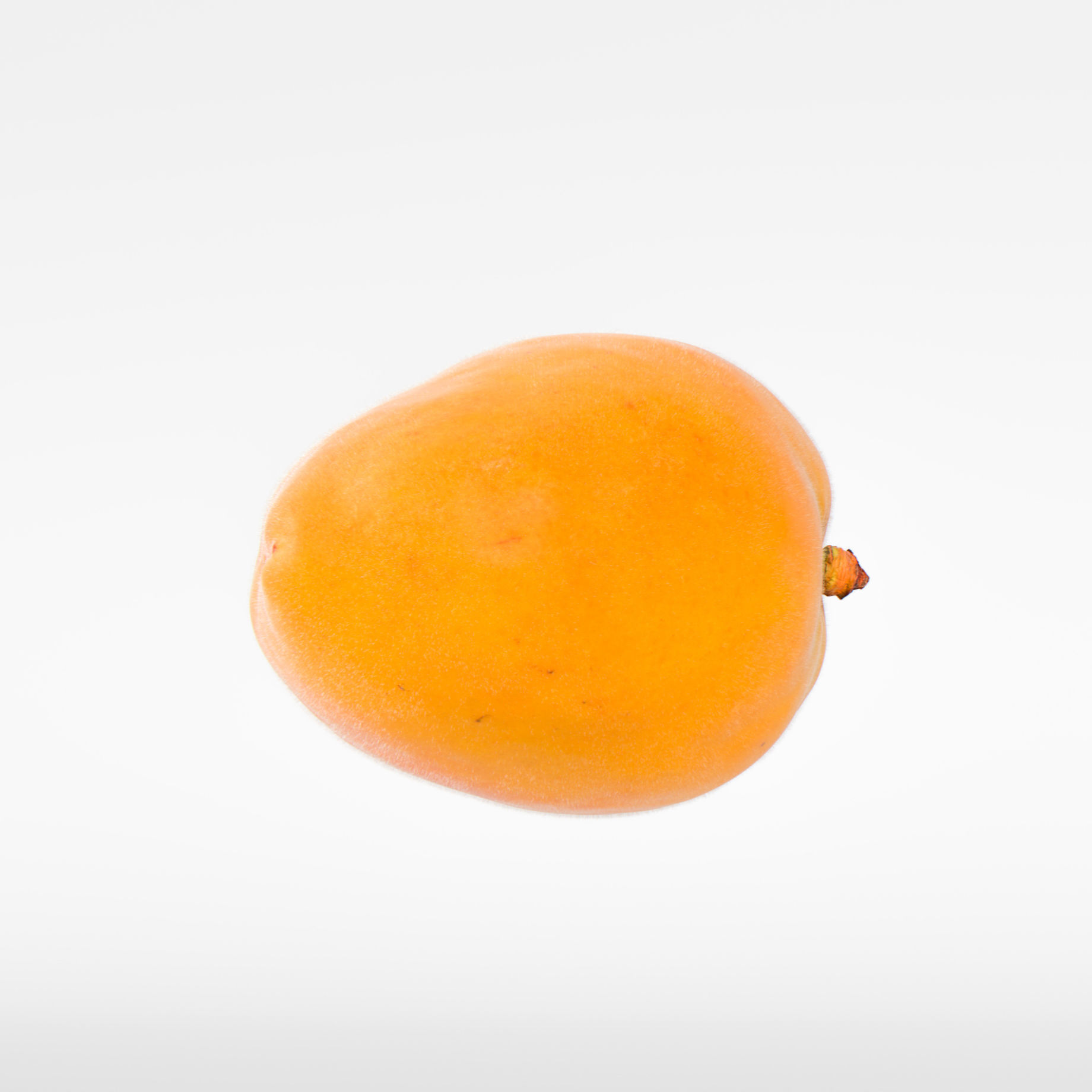 Apricot 3D model_5
