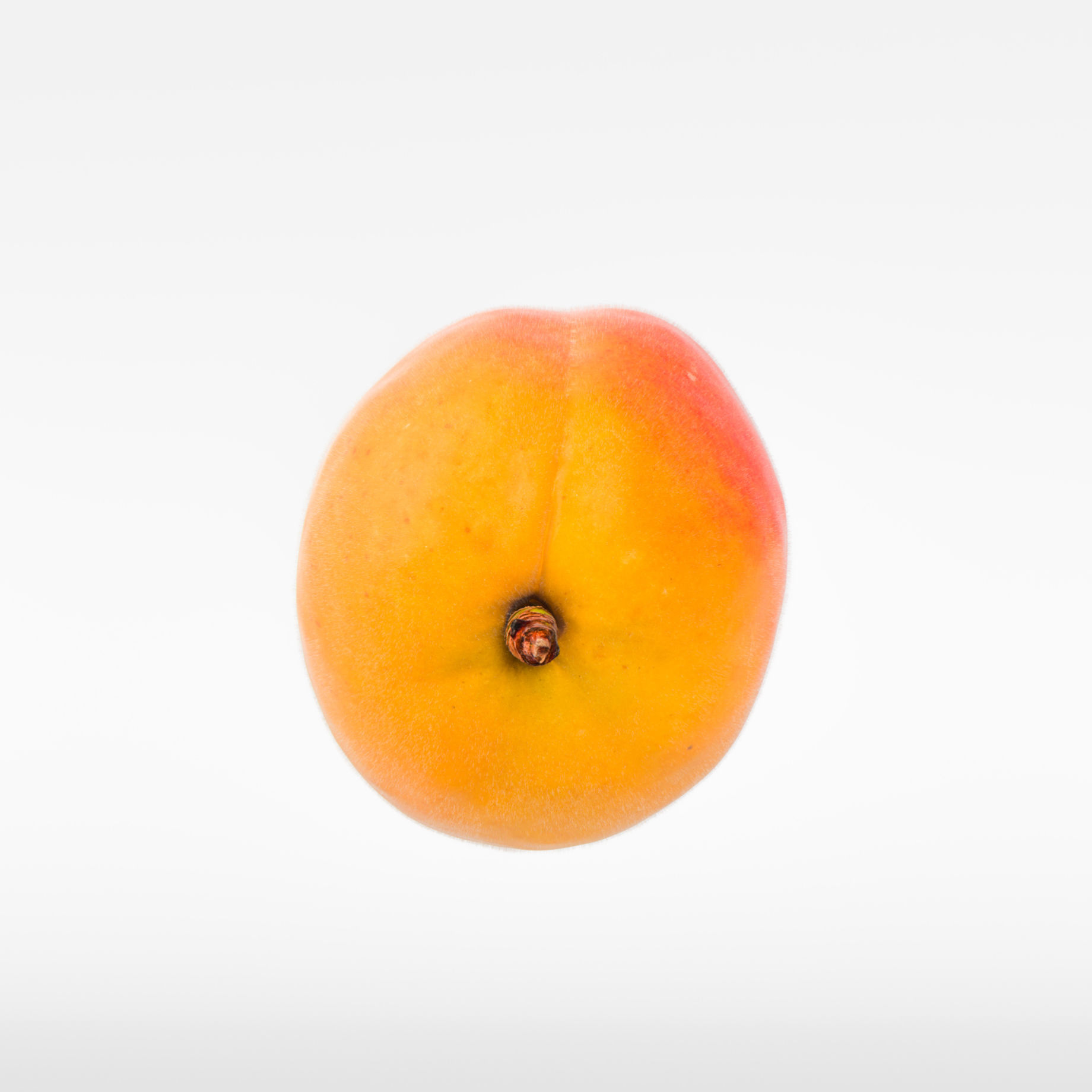 Apricot 3D model_6