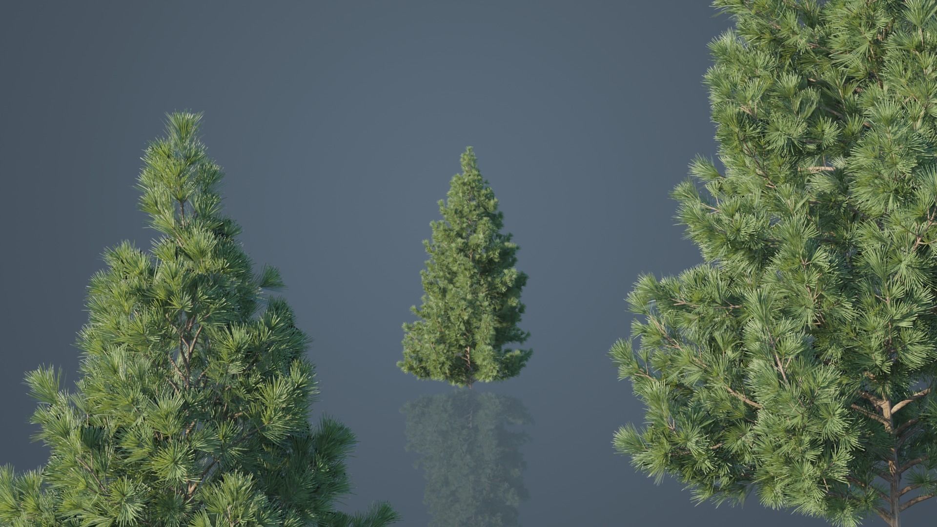 Japanese Umbrella Pine Trees Low-poly 3D model_3