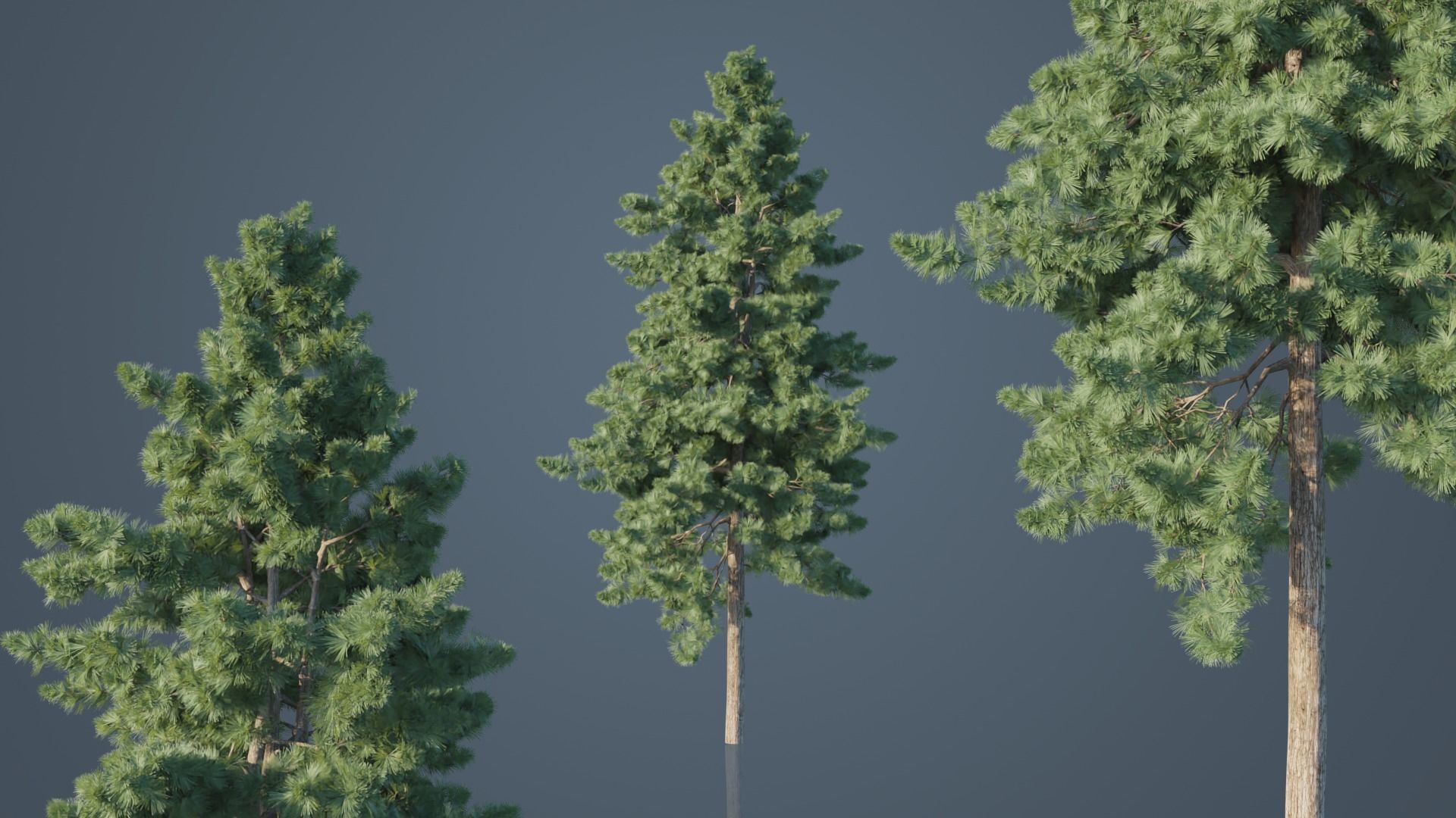Japanese Umbrella Pine Trees Low-poly 3D model_1
