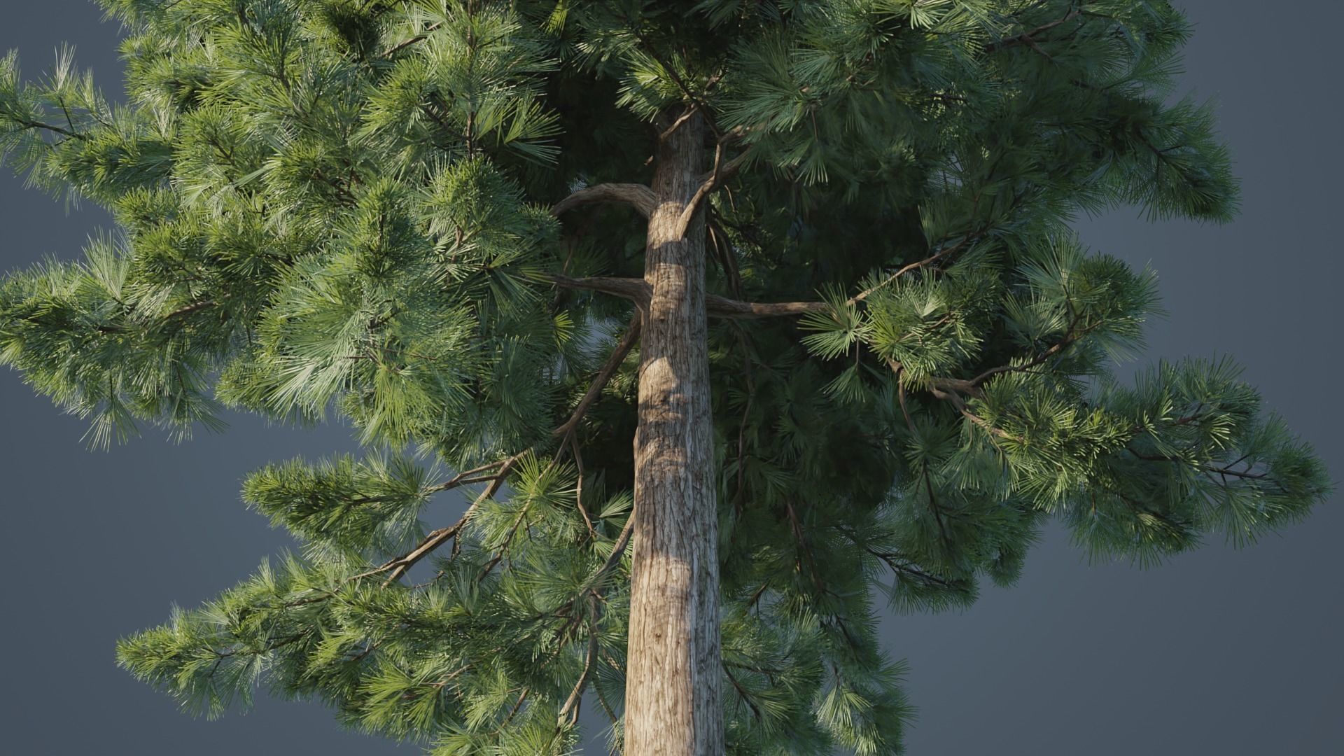 Japanese Umbrella Pine Trees Low-poly 3D model_6