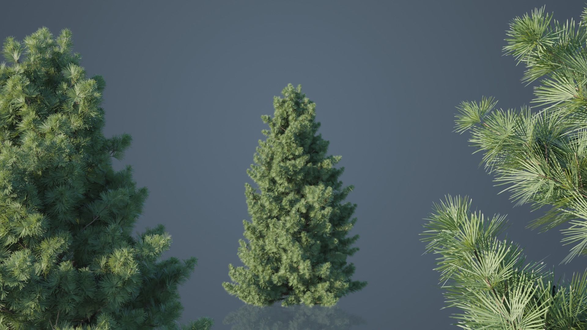 Japanese Umbrella Pine Trees Low-poly 3D model_2