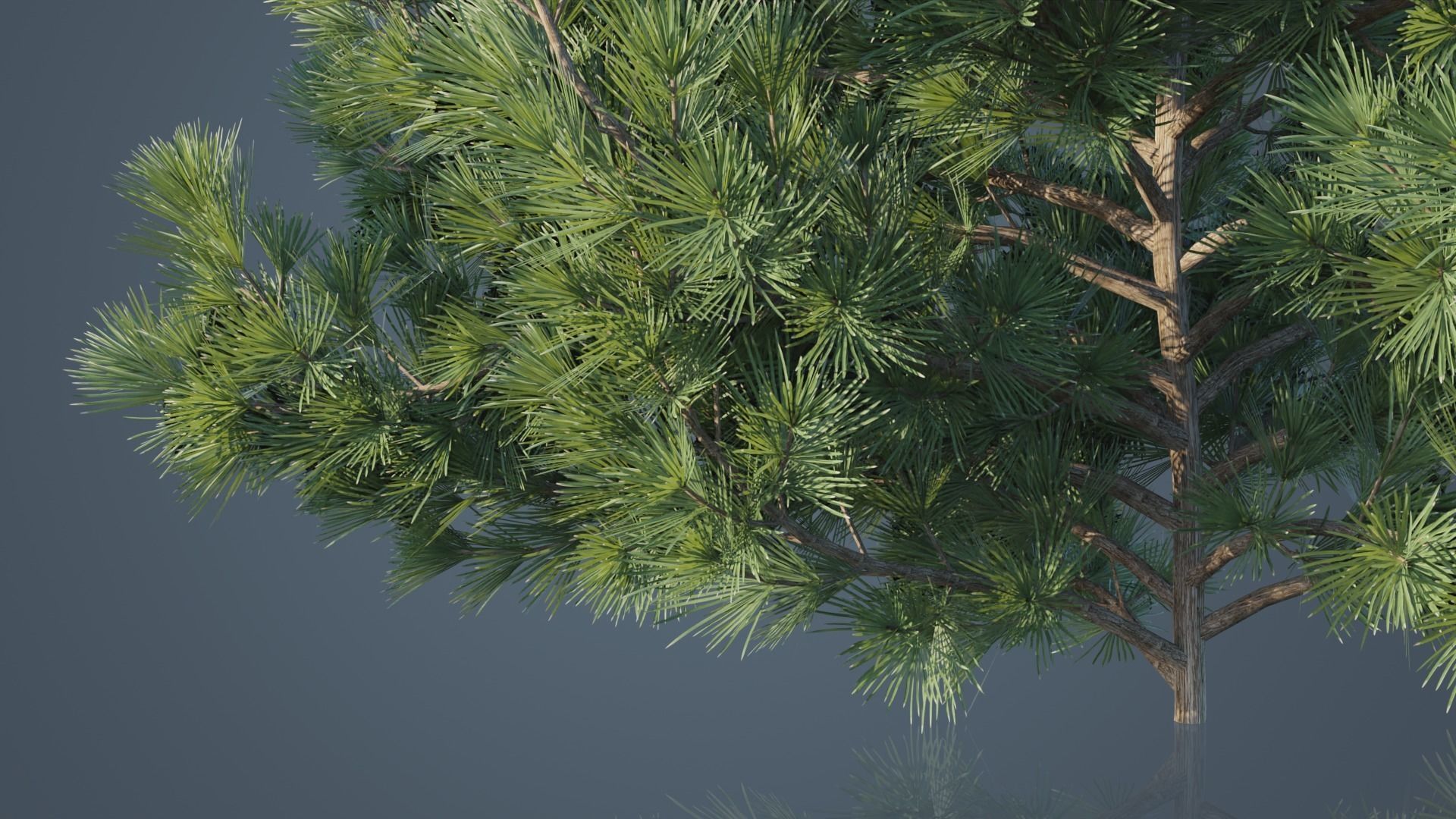 Japanese Umbrella Pine Trees Low-poly 3D model_4
