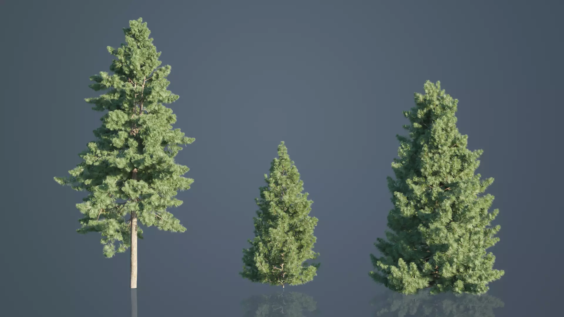 Japanese Umbrella Pine Trees Low-poly 3D model_0