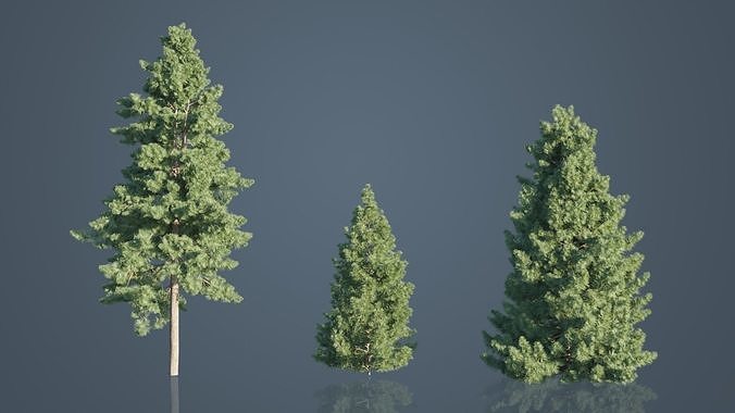 Japanese Umbrella Pine Trees Low-poly 3D model