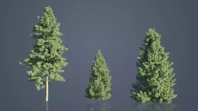 Japanese Umbrella Pine Trees Low-poly 3D model