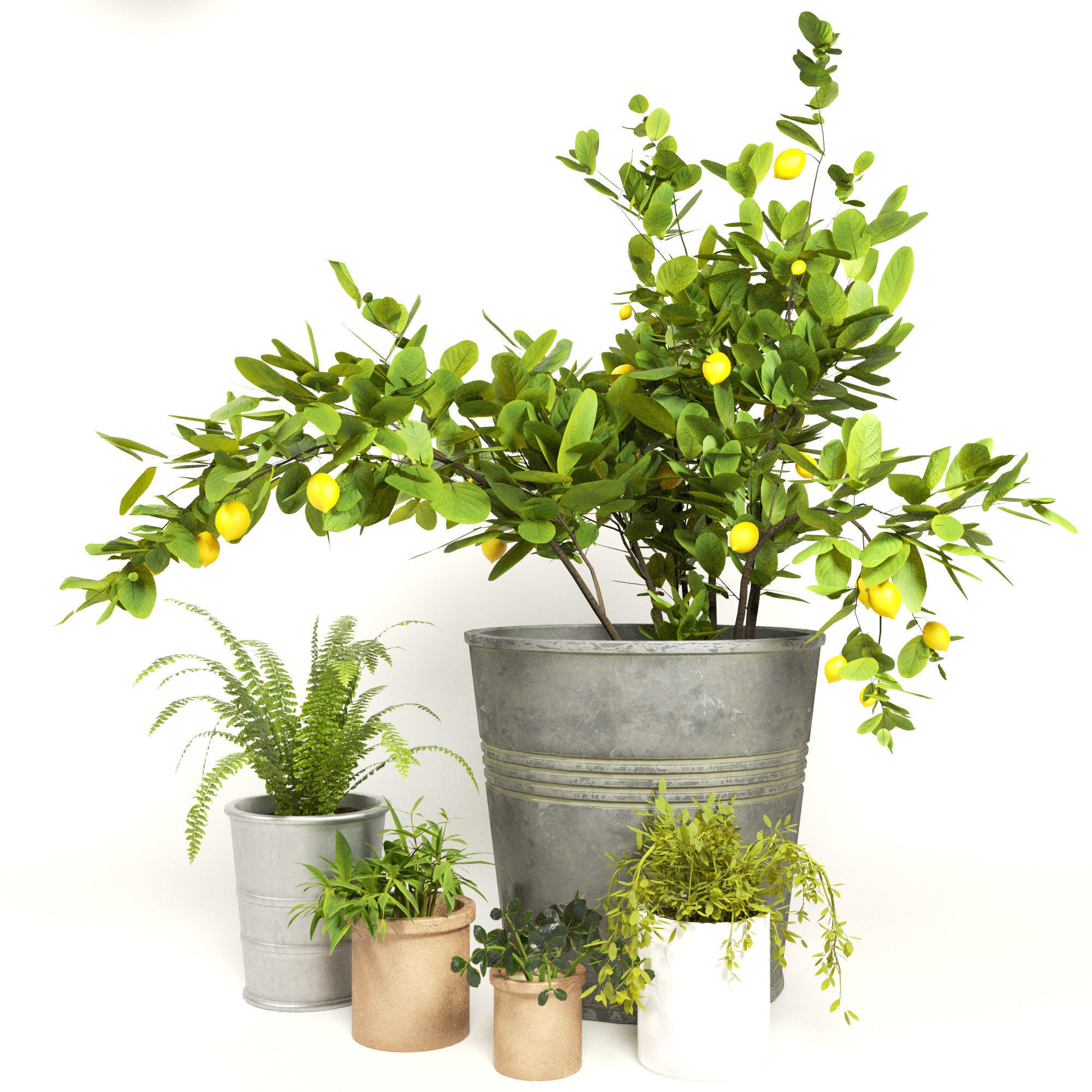 50 Plants Pack Stands Pots 3D model_4