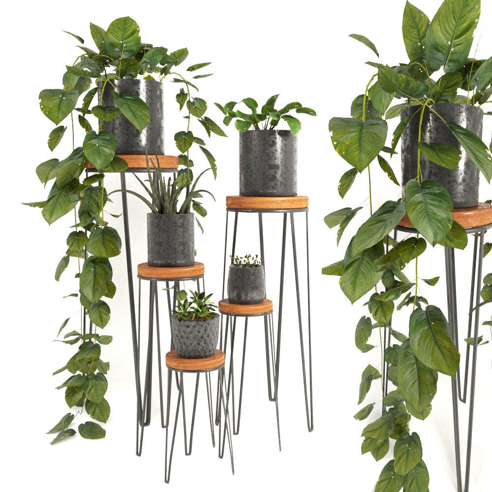 50 Plants Pack Stands Pots 3D model_6