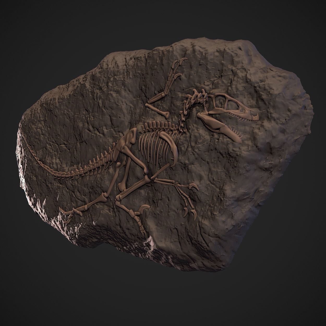 Velociraptor Fossil 3D print model_1