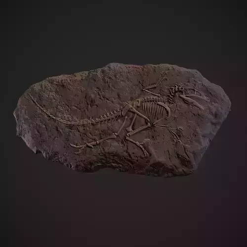 Velociraptor Fossil 3D print model