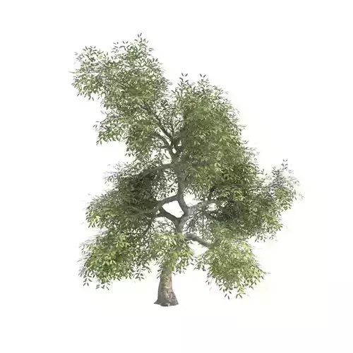 noruz tree 2 Free 3D model