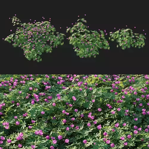 Winecup flowers - flowers