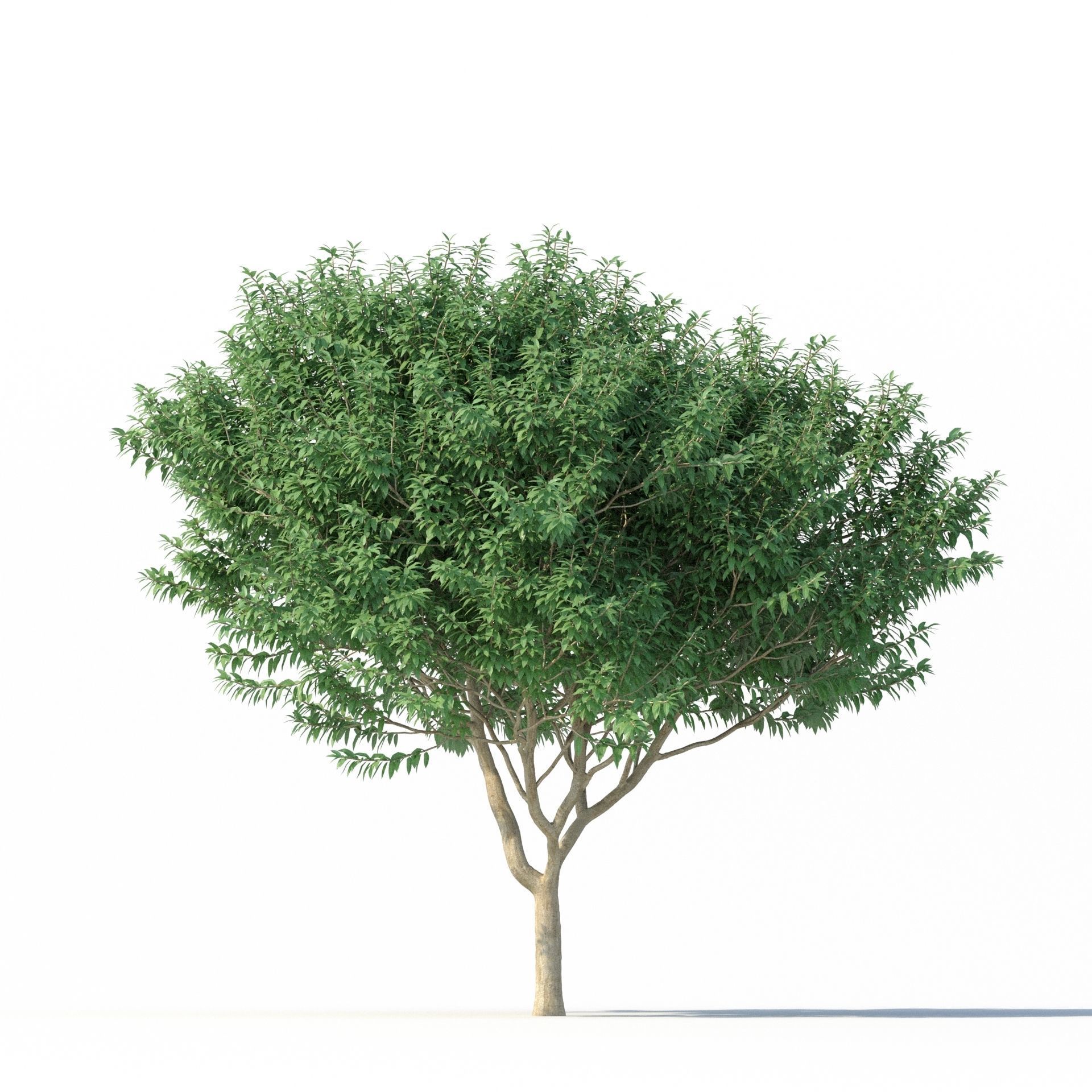 Crape myrtle No 2 3D model_3