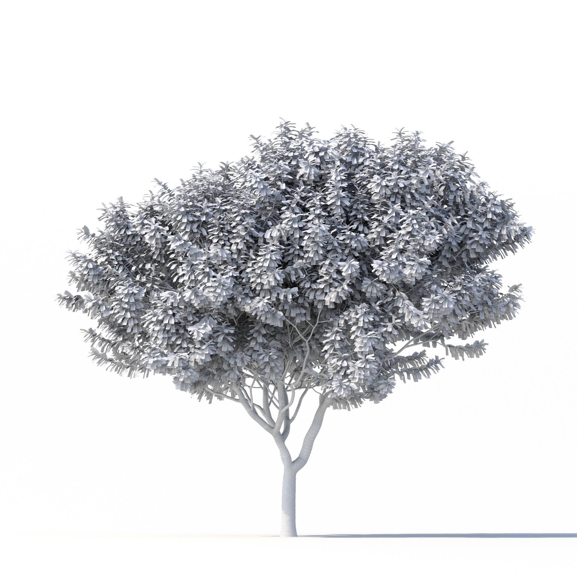 Crape myrtle No 2 3D model_9