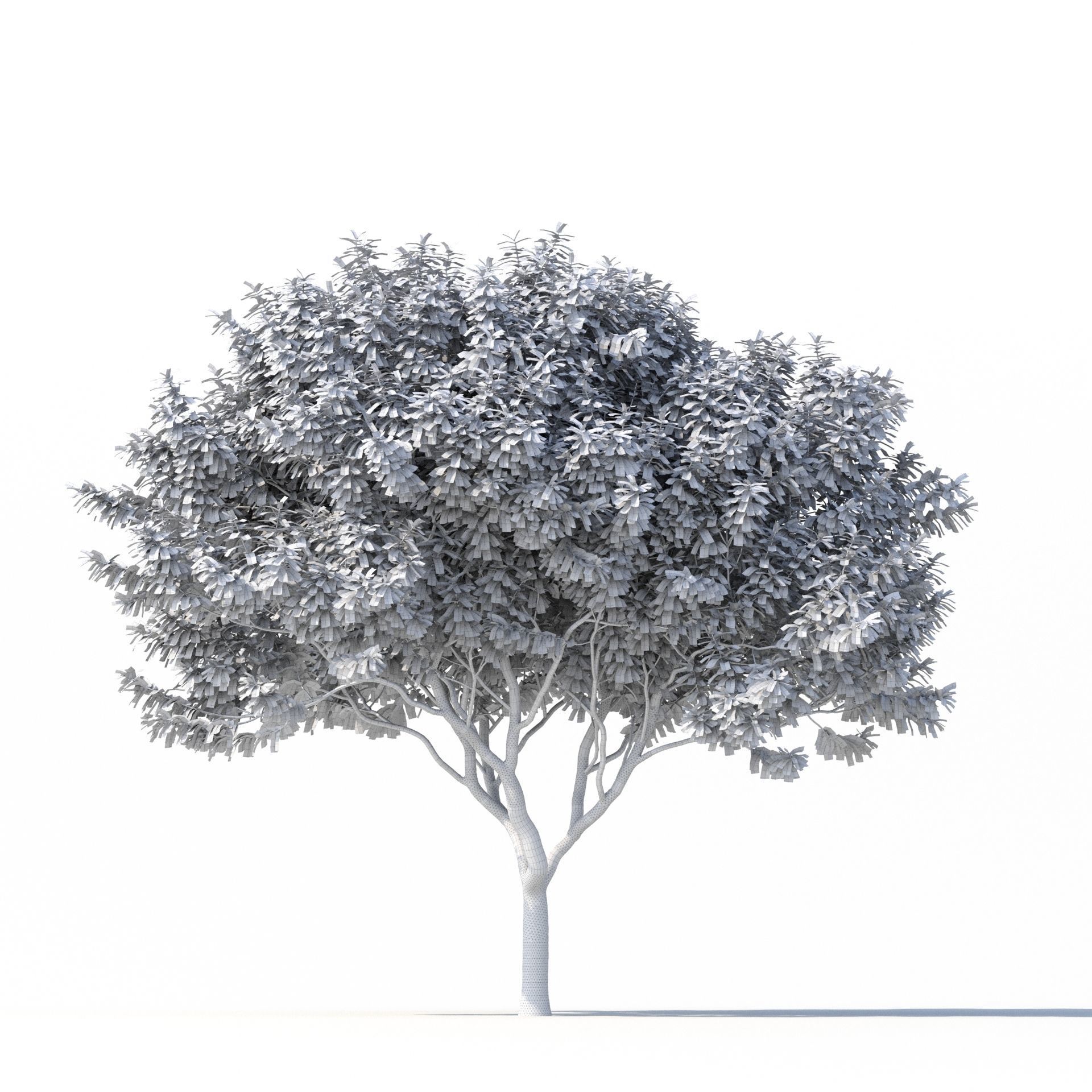 Crape myrtle No 2 3D model_7