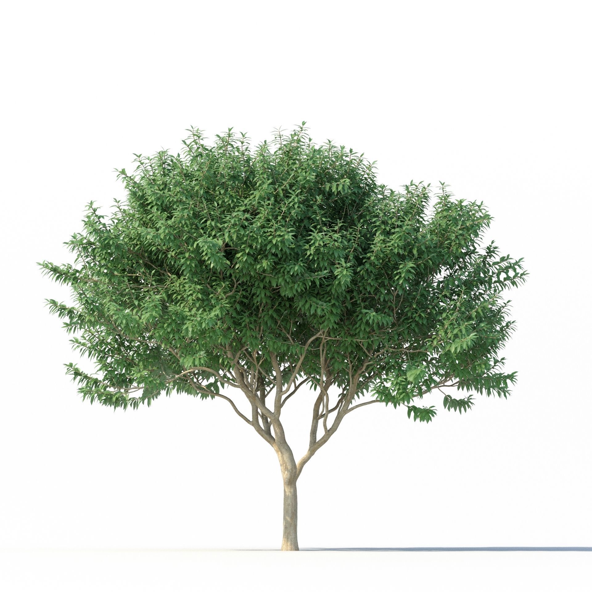 Crape myrtle No 2 3D model_5