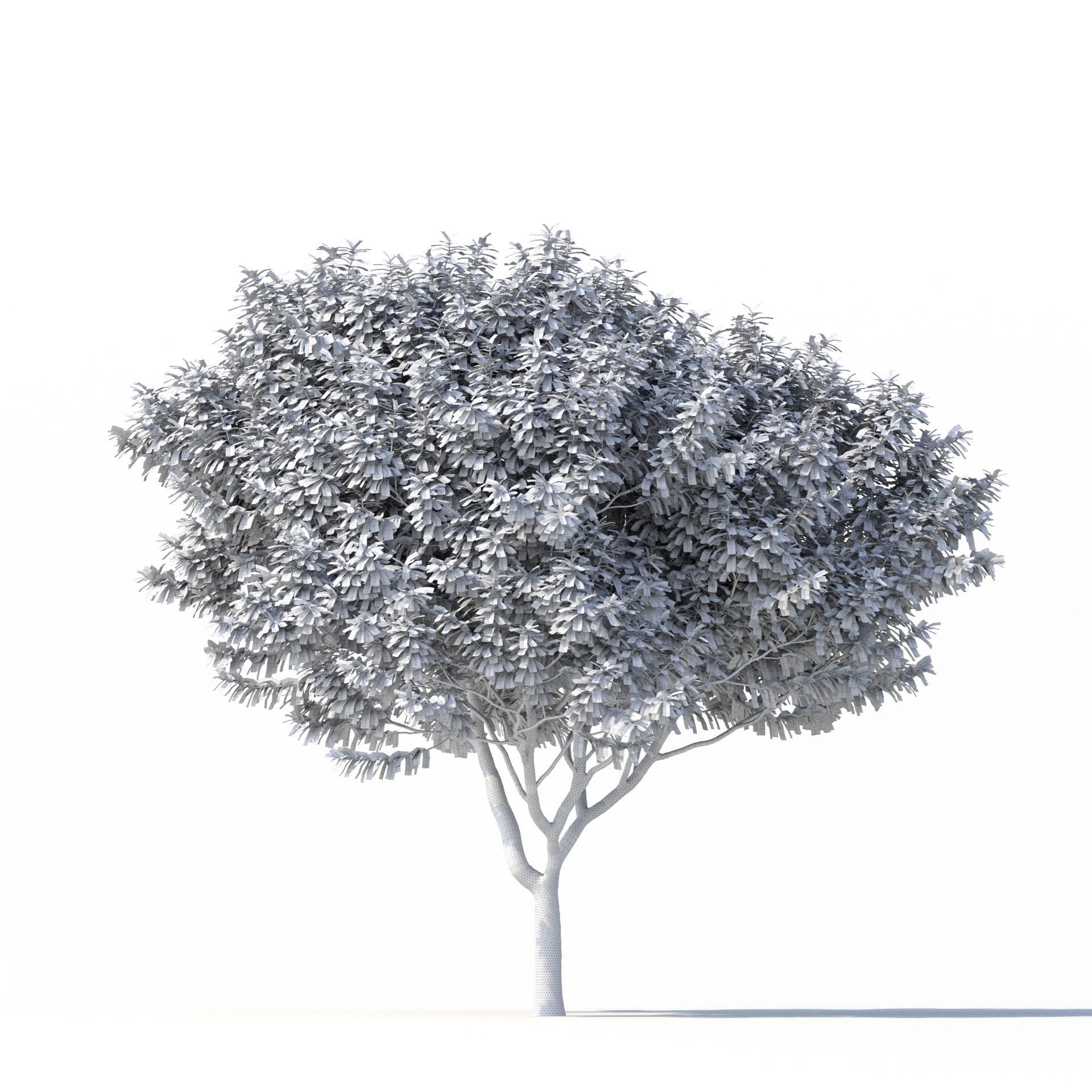 Crape myrtle No 2 3D model_6