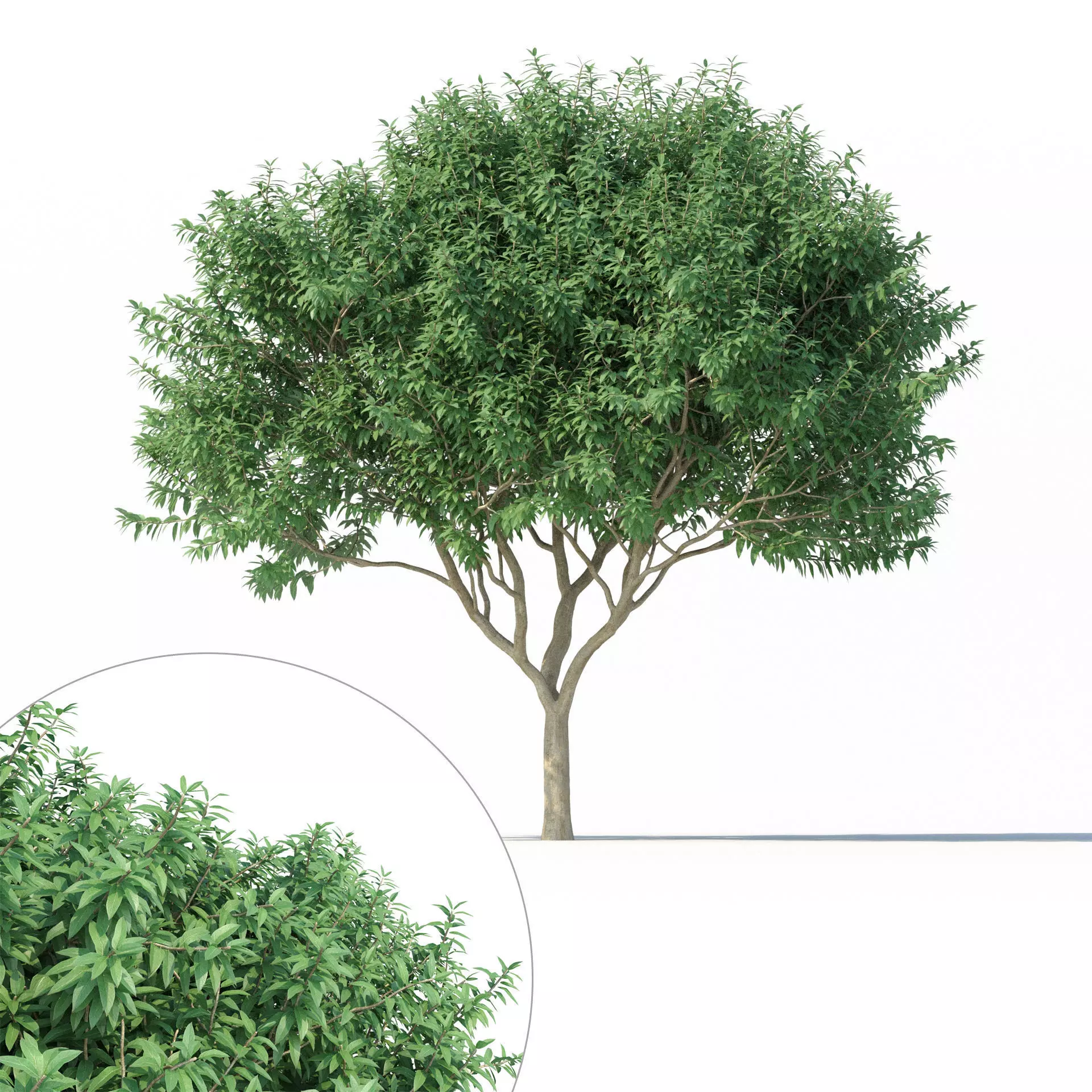 Crape myrtle No 2 3D model_0