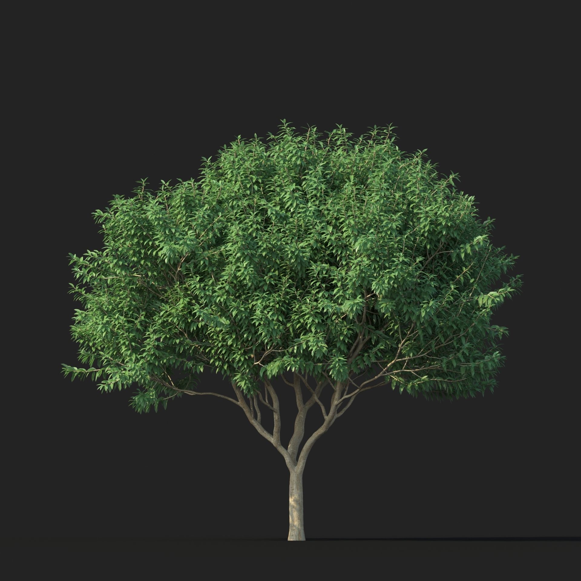Crape myrtle No 2 3D model_2