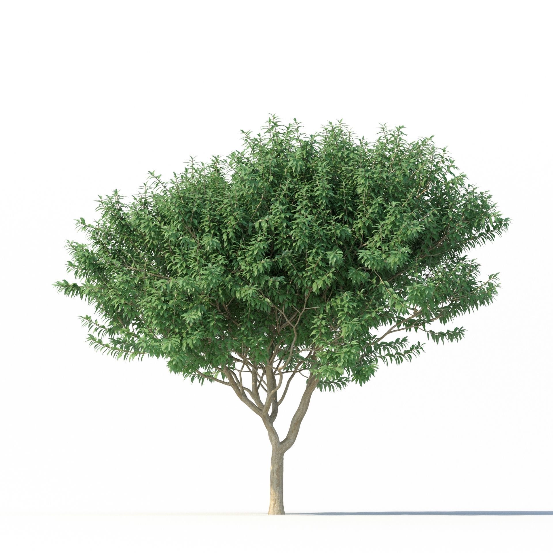 Crape myrtle No 2 3D model_4