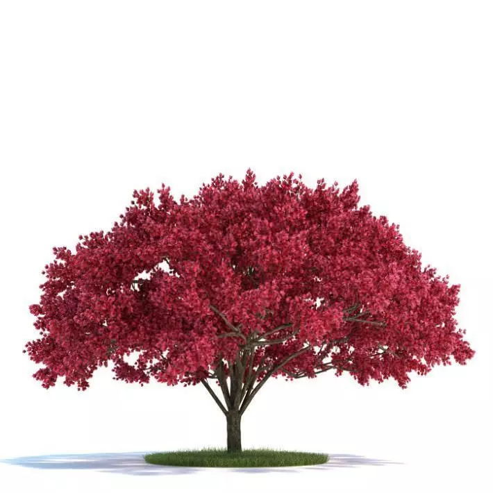 Large Cherry Tree 3D model_0