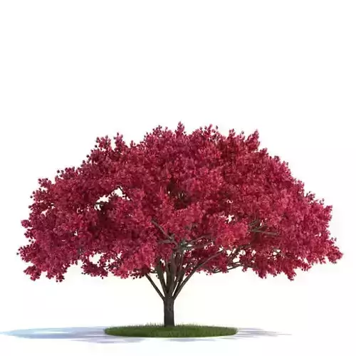 Large Cherry Tree