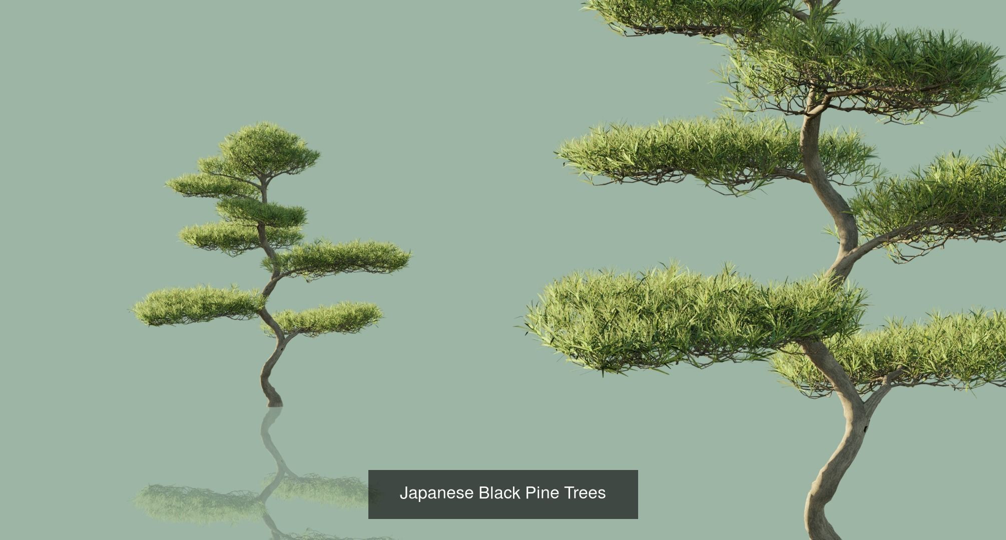 Conifer Trees 3D Model Collection_31
